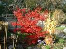 Acer_1.JPG