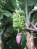 Bananas_2.JPG