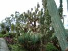 Cactus_.JPG