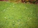 Fairy_Ring.jpg