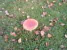 Fly_Agaric.JPG
