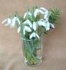 Snowdrop.jpg