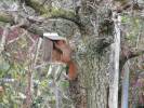 Squirrel_3.JPG