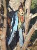 Tree_Girl~0.JPG