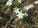 Wood_Anemone.JPG